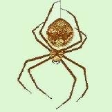Spider ecologist - busting rampant bad info re spiders with online consulting, classroom presentations & public appearances with live spiders