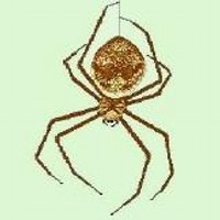 The Spider Chick(@TheSpiderChick) 's Twitter Profile Photo