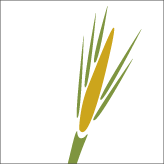 FinalStrawDoc's profile picture. 다큐 '자연농(Final Straw)' - food / earth / happiness. 자연의 지혜를 따르며 살아가는 농부들의 이야기.