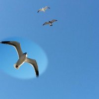 goodnews (@amsegheagwang) 's Twitter Profile Photo