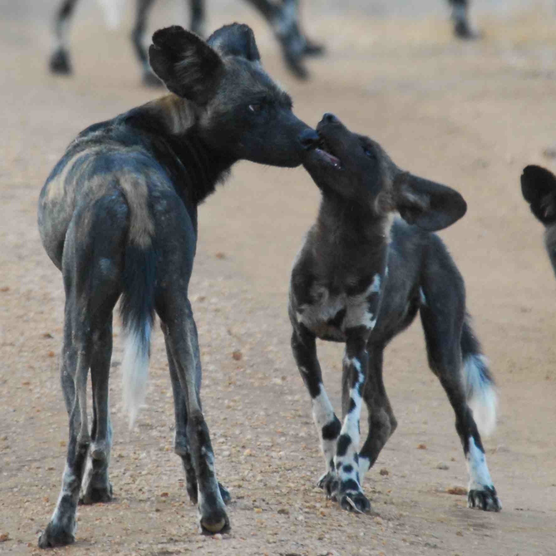 Samburu-Laikipia Wild Dog Project  |  Working to encourage coexistence of African Wild Dogs with people and livestock