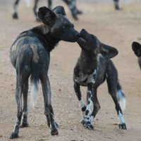 Mpala Wild Dogs(@MpalaWildDogs) 's Twitter Profile Photo