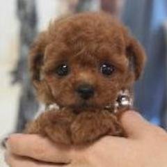 動物園飼育員になりたかったサラリーマンです．動物・ペットの情報を毎日チェックしてつぶやきます．#動物 #ペット #doubutu #animal #pet
