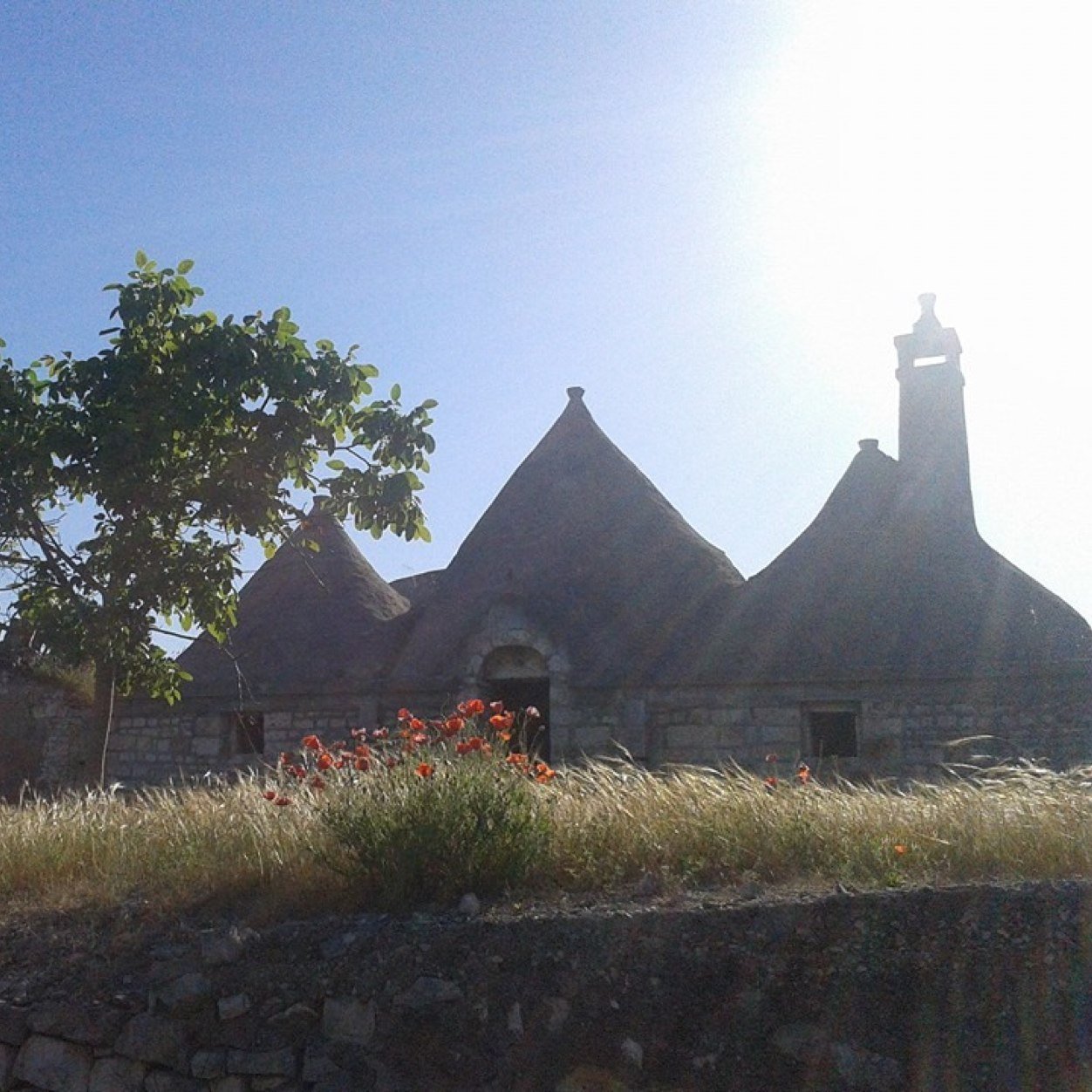 tipicadelfia's profile picture. Associazione Promozione territoriale Adelfia- #Bari #Puglia. Agricoltura - Turismo - Cultura. #ApuliaGeographic #mentelocale #cicloattivi #fermatakm11