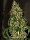 Weed_grower's profile picture. I'm a beginner...I need help on growing weed if I'm doing something wrong tell me plzz