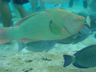 karimastrangelo's profile picture. 