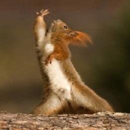 Squirrels who, individually or with others, act to promote or protect rights to peanuts.
