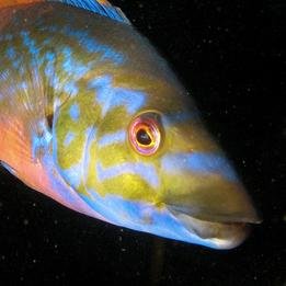 FinnFishman's profile picture. A little fish with a big passion for the outdoors, truth and the American way. Keep the U.S. #Constitution pure. Oh, and eat more chicken, beef and pork.