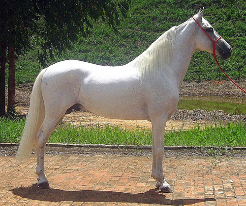 Pequeno criador de cavalos e cultivo de café das montanhas.