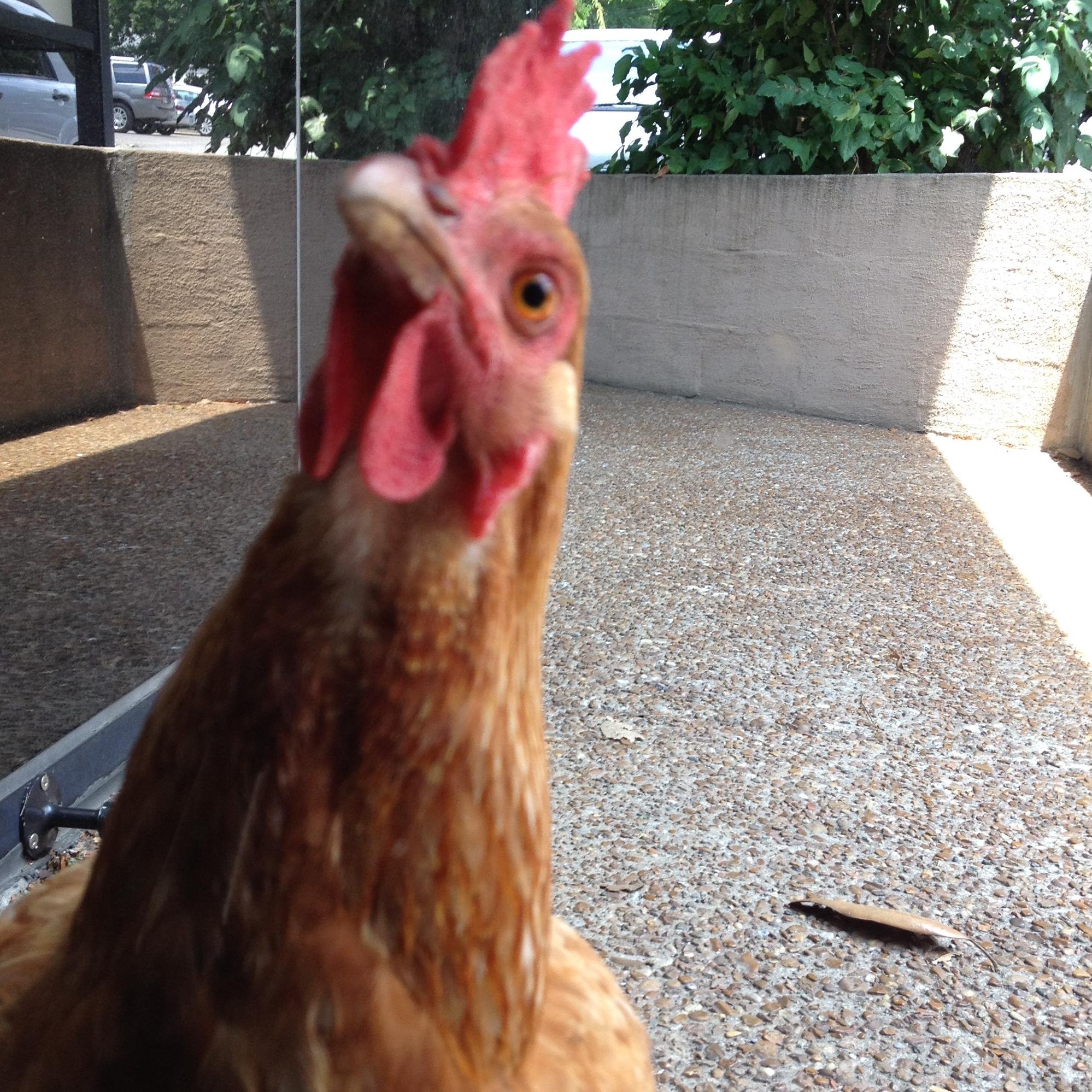 Henrietta//Tenders the Urban Chicken
Cluckin for love in all the wrong places