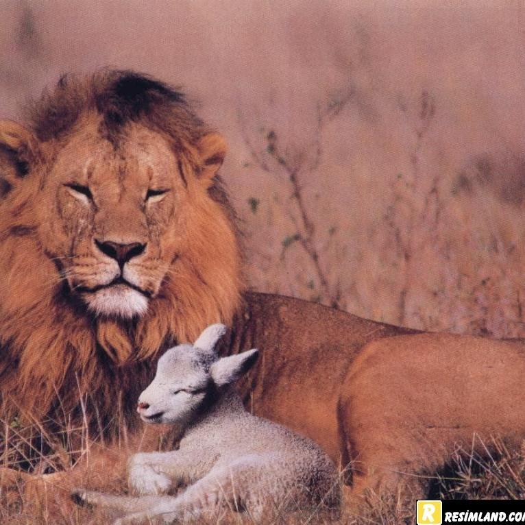 KaypRomanlar1's profile picture. 