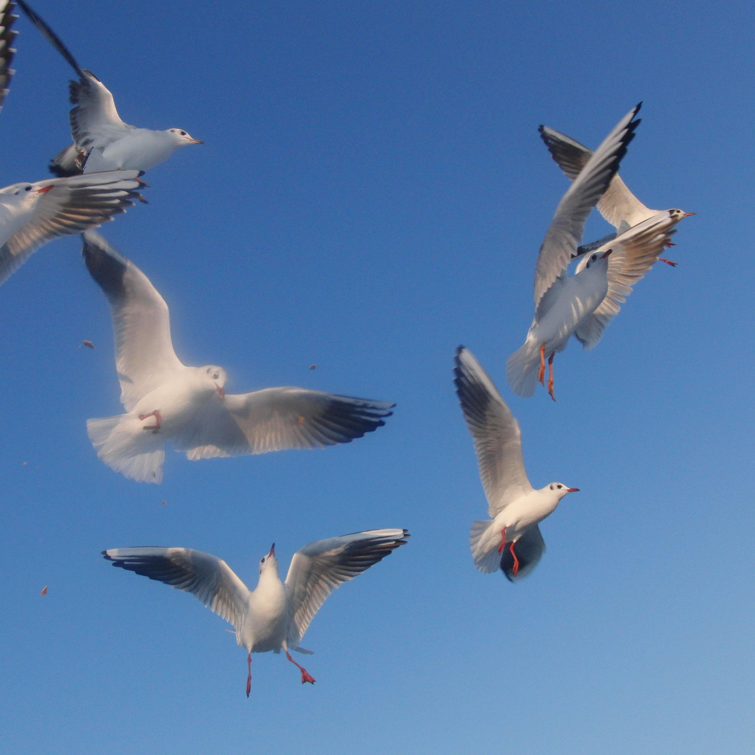 Kuckerneese's profile picture. 