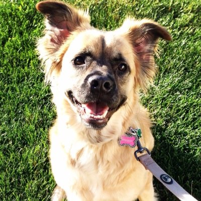 RESCUE MUTT WITH A FLUFFY BUTT. DADDY'S GIRL. MASTER SNIFFER. PEANUT BUTTER FANATIC. I GIVE THE BEST HIGH FIVES IN TOWN. WILL WORK FOR TREATS.