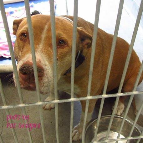 I am trying to rescue shelter dogs.  I failed sweet face McKay and I will try to serve her name to save more dogs, especially senior dogs that were abandoned.