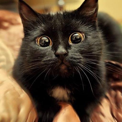 jakedwight's profile picture. Umm..... what do i put here?