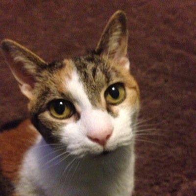 prussianblue1x2's profile picture. Talk about the blind leading the visually challenged.