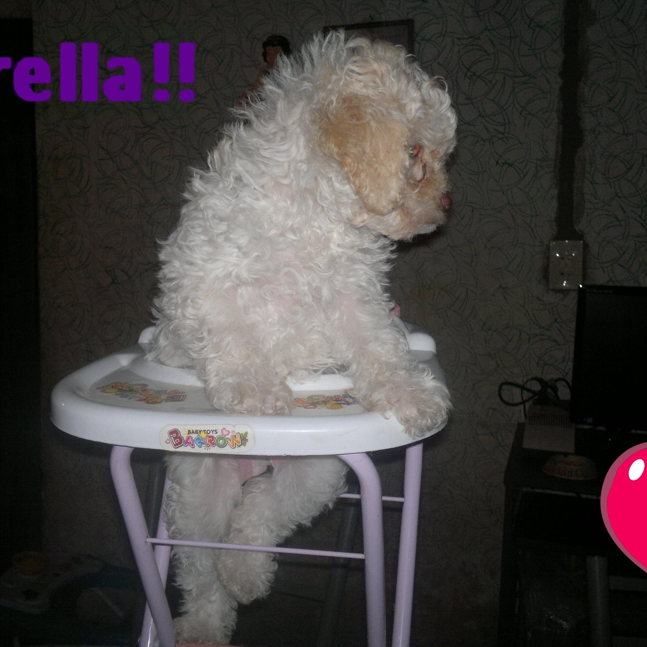 kiararc4's profile picture. 