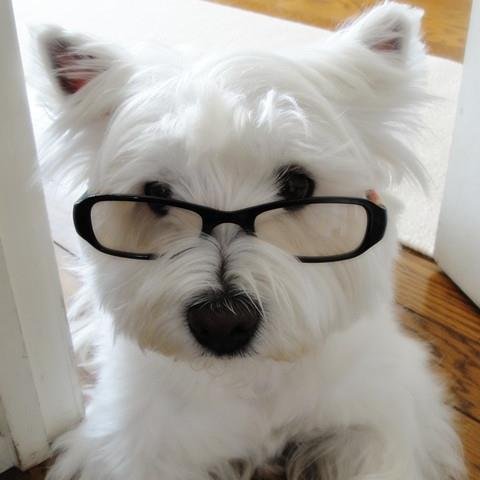 I'm Claire, a 15-year-old Westie girl. I'm sharing this twitter ID with my Mum, Kanako.
Claire went over the rainbow bridge May 20th, 2019.