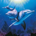 Lindsay Sanchez - @dolphin8920 - Twitter