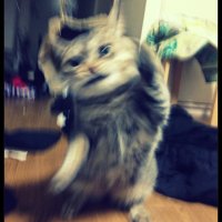 ゆう (@kuruinarasu) 's Twitter Profile