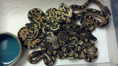 We are a small retail Pet Shop that specializes in Reptiles. We also carry a small selection of FW , Pond and SW Fish. We are Reptile Breeders as well.