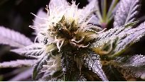 medical marijuana dispensary
