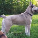 Sam Spatafora - @samspat - Twitter