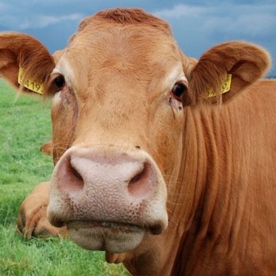 bluk9s's profile picture. 