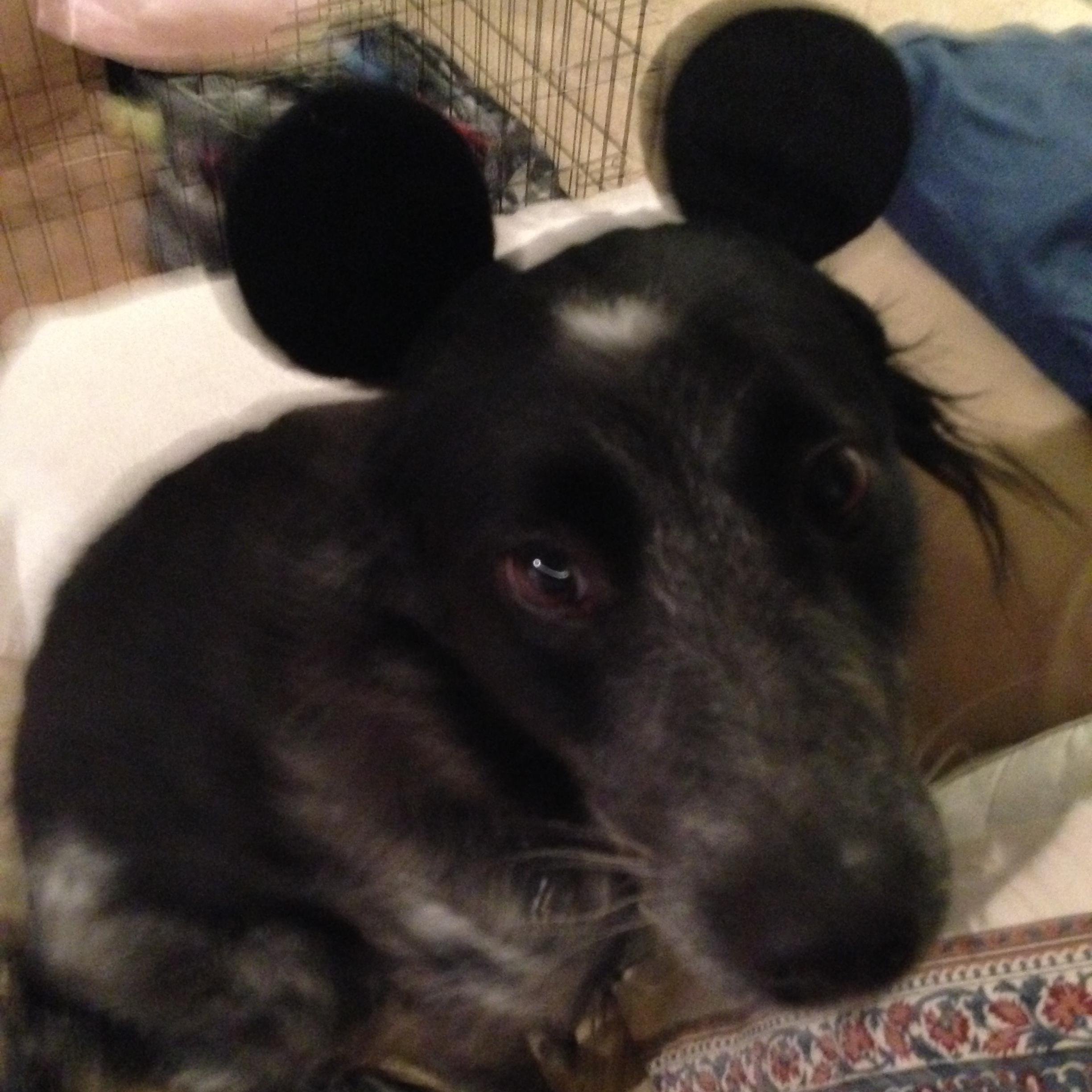 Per dog:  I will make a TV dinner out of my Mom for shaming me this way. Roller coaster fanatic, need for speed (ask my dmv records) animal loving granny