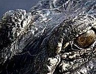 gator826's profile picture. 