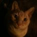 Pamela Sue Schantz (@schantzsue) Twitter profile photo