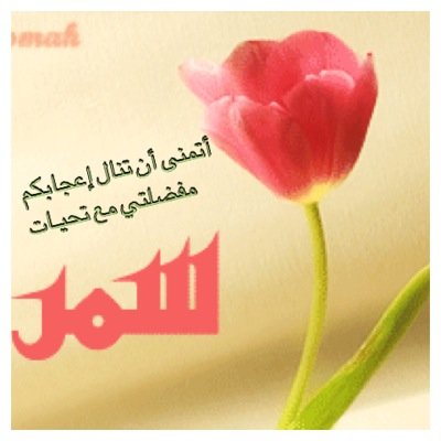 تغريداتي للعقول الراقيه فأناعاشقة خيال وليل وبحر ويستهويني نغم الحرف ورقص الكلمات اكتب خواطر بسيطه مجنونة شعر لذلك أنقل كل ما أتلذذ به حتى لو لم يكن يعنيني
