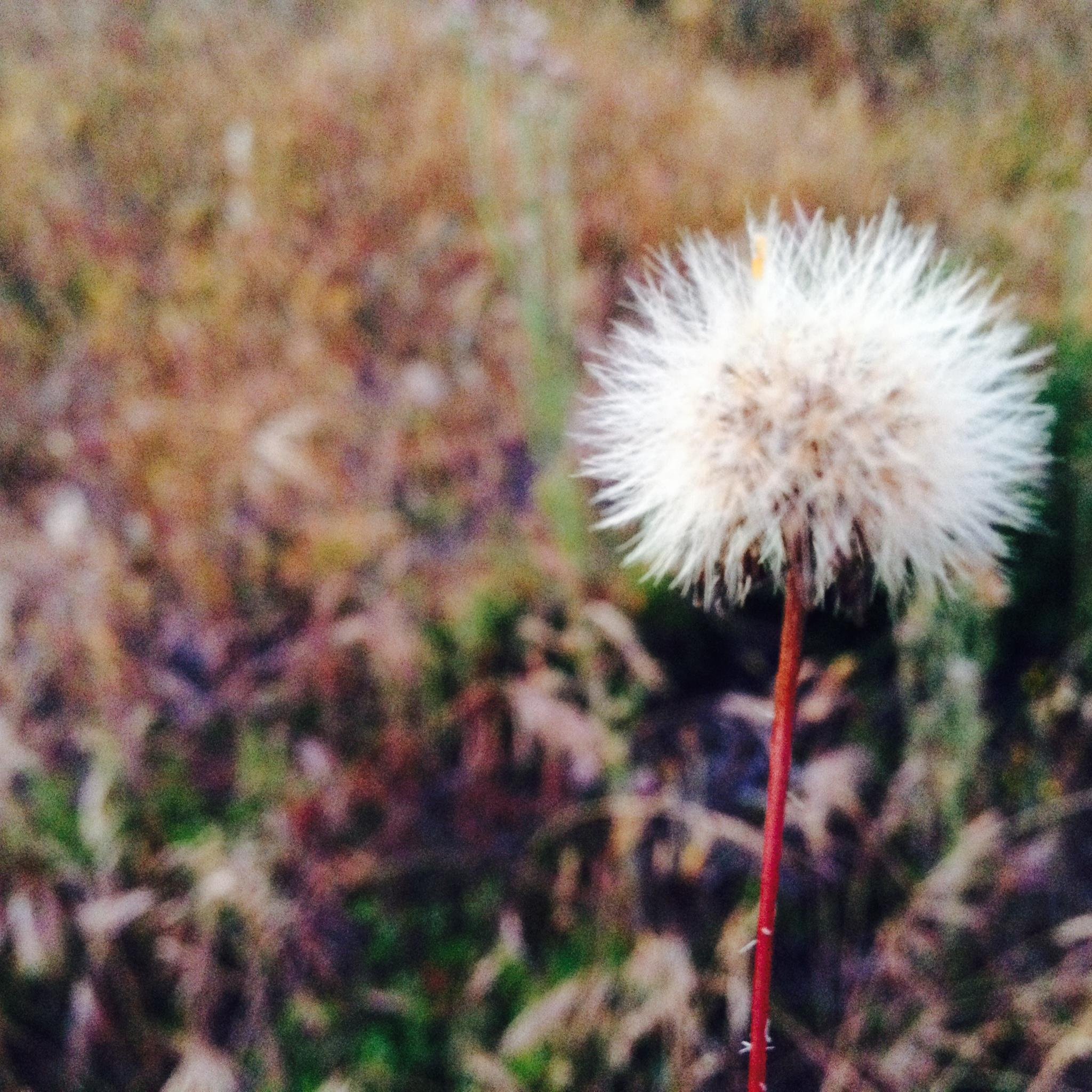 sangchee's profile picture. 