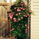 Terri Willis - @TerriTwillis12 - Twitter