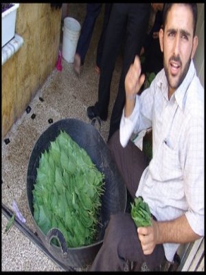 يا  محلا شمسس الوطن ي آ ملا مياااتو