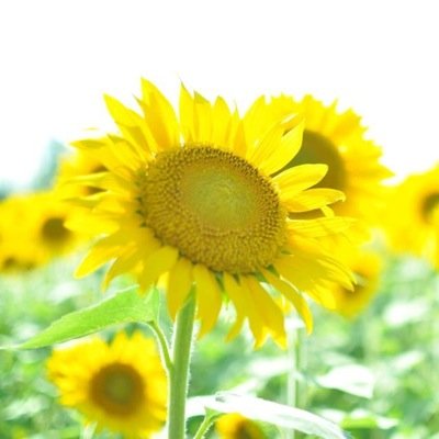 tomysuke's profile picture. 