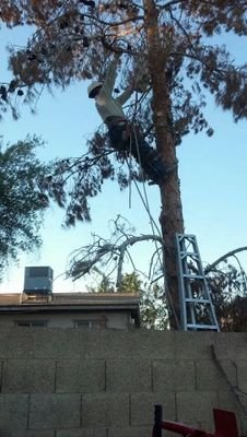 25+ years experience in tree service. Providing quality service Valley wide. Residential and commercial service. competitive rates. licensed and insured.