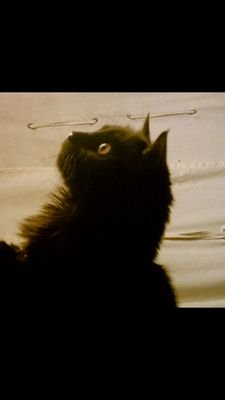 Gorgeous black lady cat. loves all things glamorous and sweet.  She shares tweet time with other members of her kitty klan.