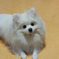 짝은엉니 (@doingod) 's Twitter Profile