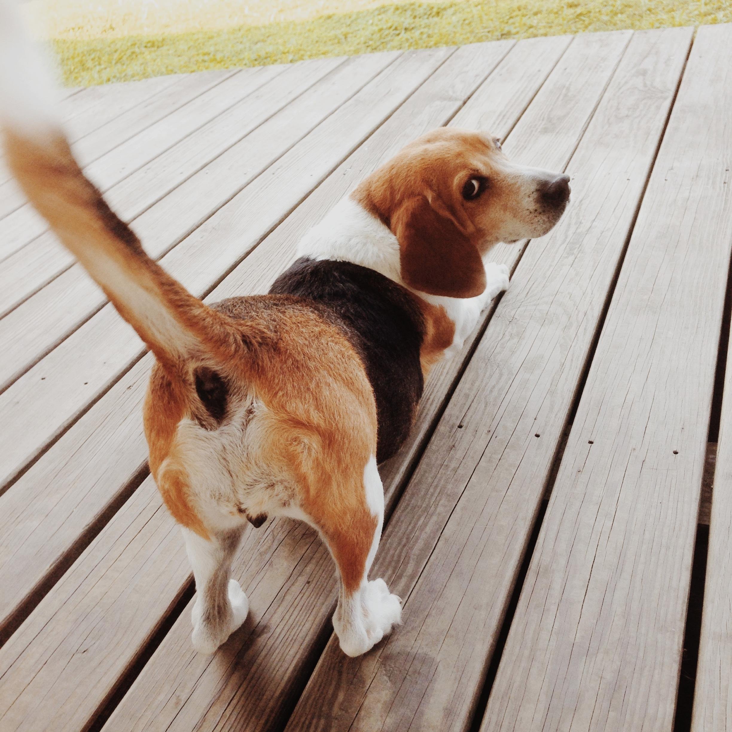 amorlolly's profile picture. 日常碎碎念放閃跟原創使用　　　　　　こちらは日常呟きやリア充用垢　　　　台湾語ツイ多発　　　　　　　　　　　★二創図書戦垢@malalolly