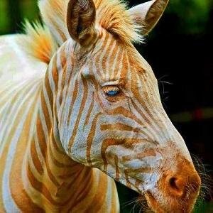 Sin igual como Zoe, Demócrata, con personalidad propia, no influenciable y muy humano, volcado a obtener lo mejor para mi VENEZUELA y su PUEBLO
Venezolano 100%