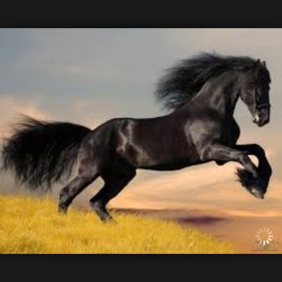 asas20122013's profile picture. 