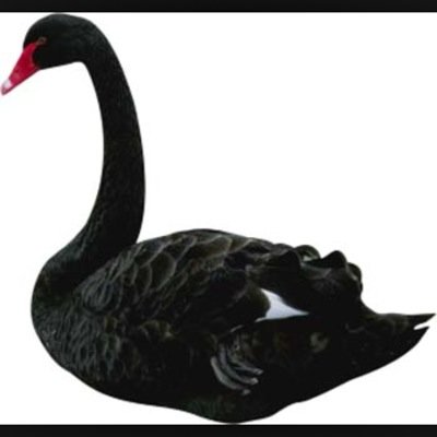 A hardcore Barton United fan! Live on pondside! Hate white fucking swans! Once you go black you never go back! #bufc #blackswan