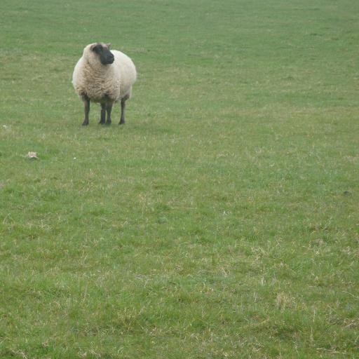 Postdoc @FLIARA_Project at @UniGalwayRural @GalwayGeography Interests sustainable rural development, agri-food & creative industries