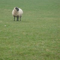 Aisling Murtagh (@ashmurta) 's Twitter Profile