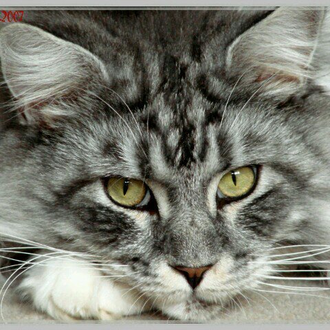 Jack_the_cat_1's profile picture. hello I'm Jack, I'm a strong and handsome tom. My sister is @amazing_amber1. I love flirting...  #single #RP