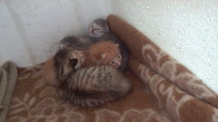 53Hansin's profile picture. 上智情理/陸上部中距離/1500m・800m/茨城/数学/一人っ子