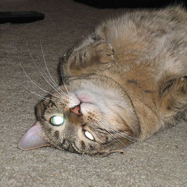 mycatisbroken's profile picture. 