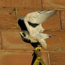 Brian Liggins - @LigginsBrian - Twitter