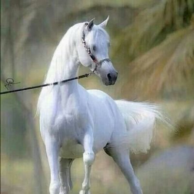 سبحان الله وبحمده سبحان الله العظيم